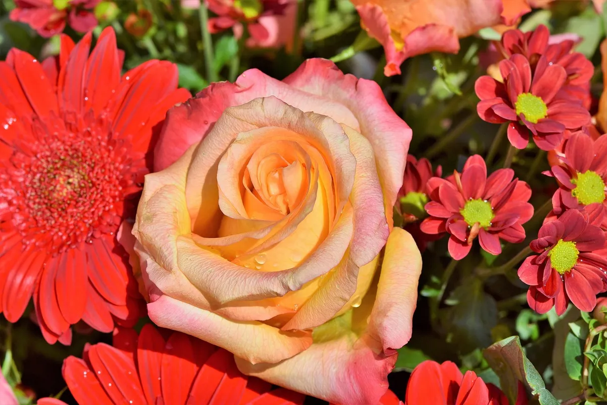 Rosor och gerbera